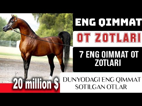 Video: Amerika minadigan oti. Zotning tarixi