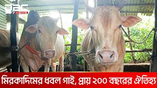 বিলুপ্তির পথে মুন্সিগঞ্জ মিরকাদিমের ঐতিহ্য ’ধবল গরু’ | DBC NEWS Special