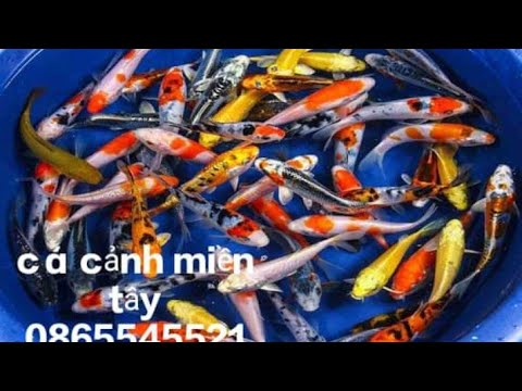 Video bán cá kiểng, cá Koi, cá ba đuôi đầu lân tại khu vực... - youtube