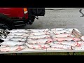 Solo dip netting adventure in alaska  first time at kenai north beach  red sockeye salmon