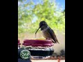 Casually pees at 14 sec mark