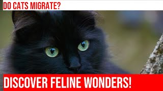 Can Cats Sense Magnetic Fields? A Fascinating Look! by Meow-sical America 95 views 4 months ago 4 minutes, 12 seconds