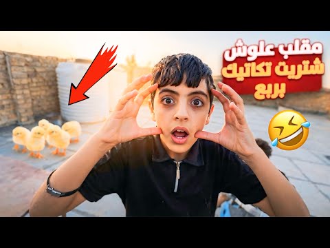 A strange prank on Aloush: I bought four chicks for a quarter! 😂