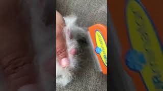 Not sponsored but the #furminator really works ! #dog #husky #asmr