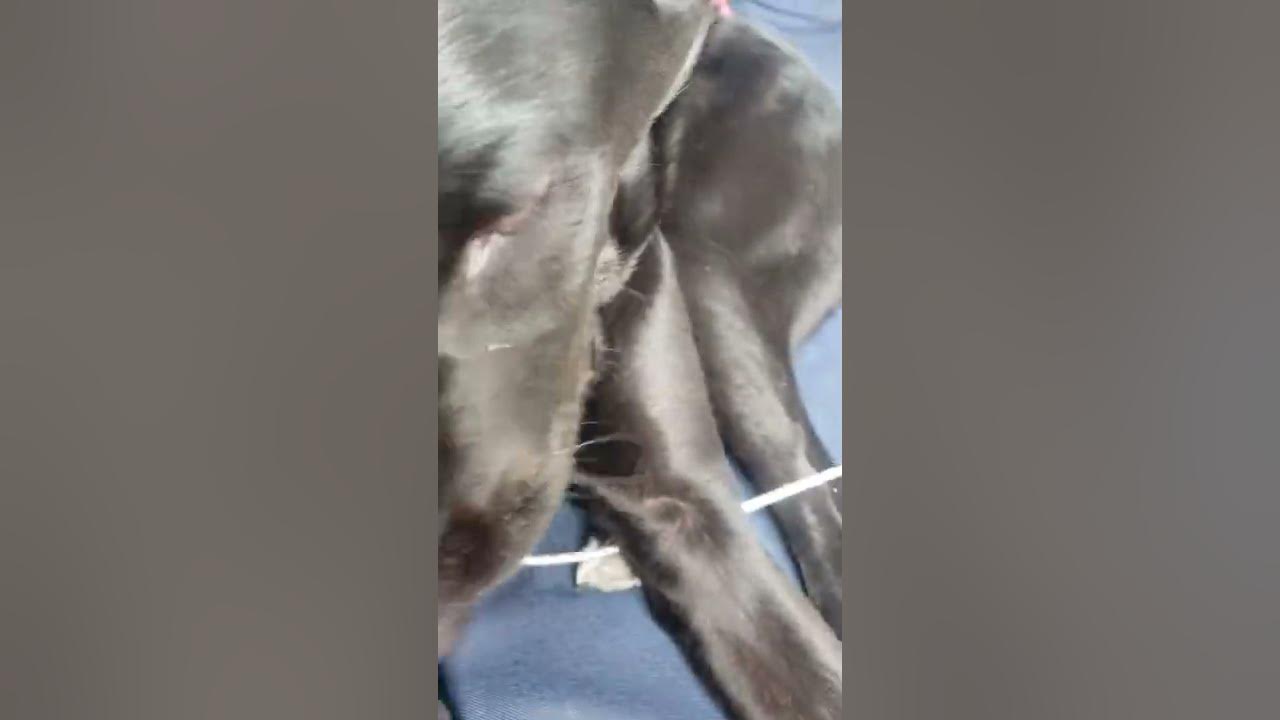 My dog not happy YouTube