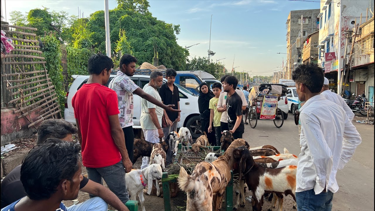 Baby Goat Market in Kolkata  | Live Bakra Mandi