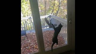 SPIDERMAN VS CAT!