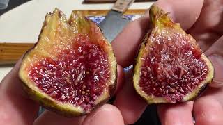 Col de Dame Noir -- first fig from the tree, and it was....was it my favorite CdD?