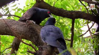 The asian koel is a member of cuckoo order birds, cuculiformes. it
found in indian subcontinent, china, and southeast asia.