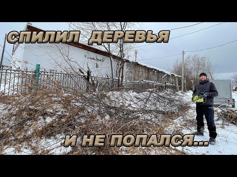 КАК СПИЛИТЬ ДЕРЕВЬЯ ЗАКОННО? ИСПЫТАЛ ВСЕ НА СЕБЕ!