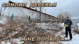 КАК СПИЛИТЬ ДЕРЕВЬЯ ЗАКОННО? ИСПЫТАЛ ВСЕ НА СЕБЕ!