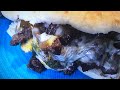 PHILLY STEAK Sandwich