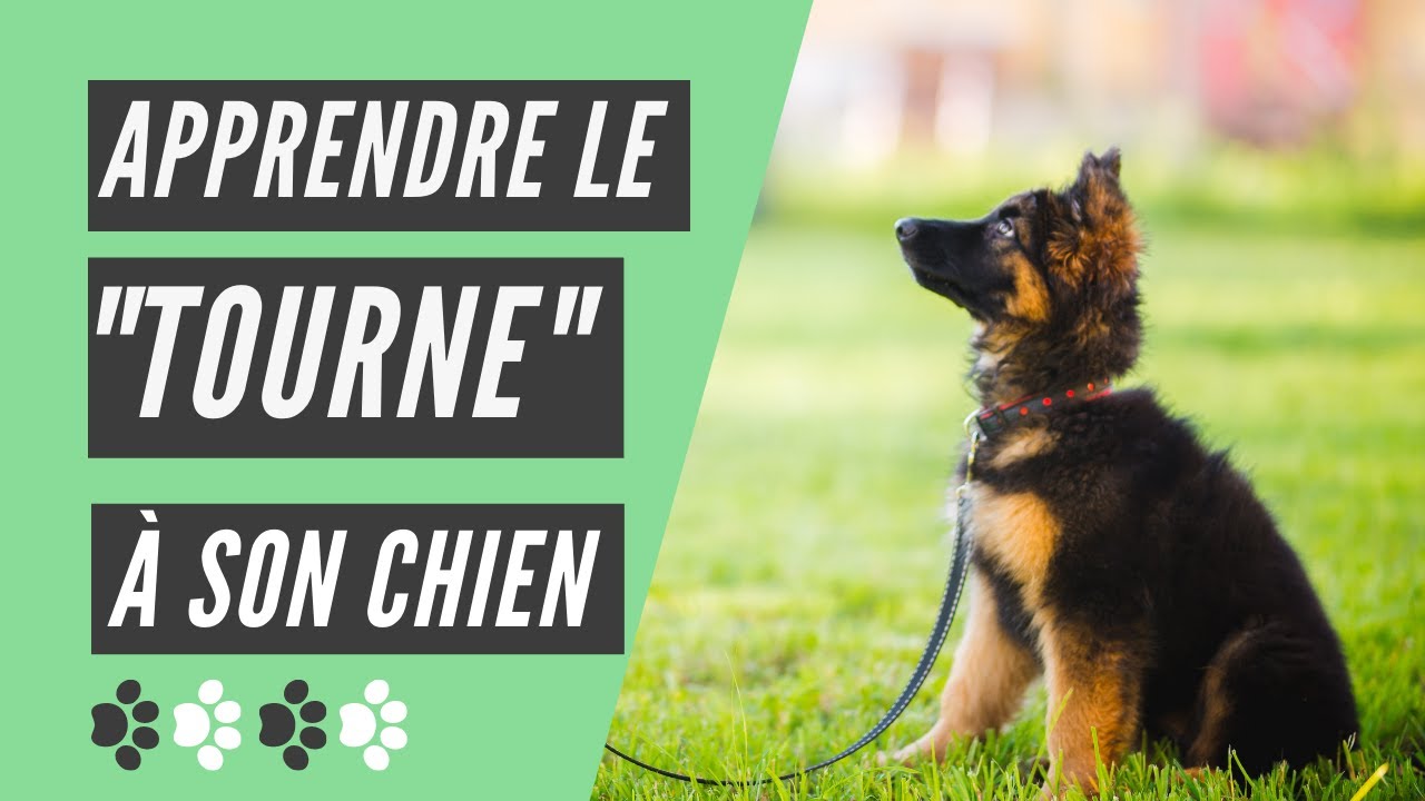 comment apprendre tour chien