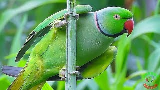 Parrot Sound Videos Compilation