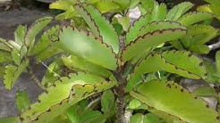 এক টি পাথরকুচি গাছের আত্বকাহীনি।