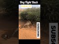 Dog Fights Leopard