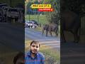 देखिए हाथियों का एक बड़ा झुंड कैसे सड़क पार कर रहा है। | 2 दर्जन हाथी एक साथ सड़क क्रॉस कर रहे हैं।