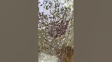 Жук вертячка.