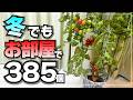 秋冬にお部屋でミニトマトが385個採れた！100均グッズで簡単水耕栽培