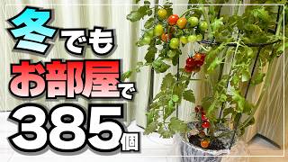 Harvested 385 Cherry Tomatoes Indoors During Fall and Winter! Easy