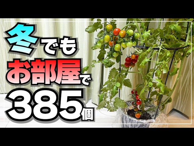 Harvested 385 Cherry Tomatoes Indoors During Fall and Winter! Easy