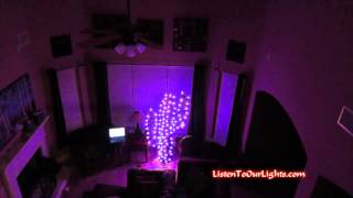 Christmas Cactus Test 2013