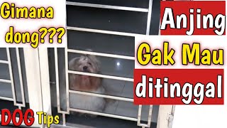 Tips Cara Membiasakan Anjing agar Mau ditinggal