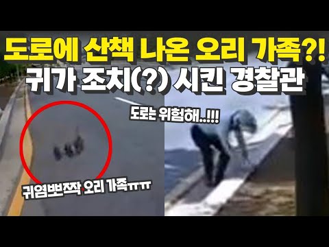 도로에 산책 나온 #오리가족 을 보자 귀가 조치(?) 시킨 경찰관