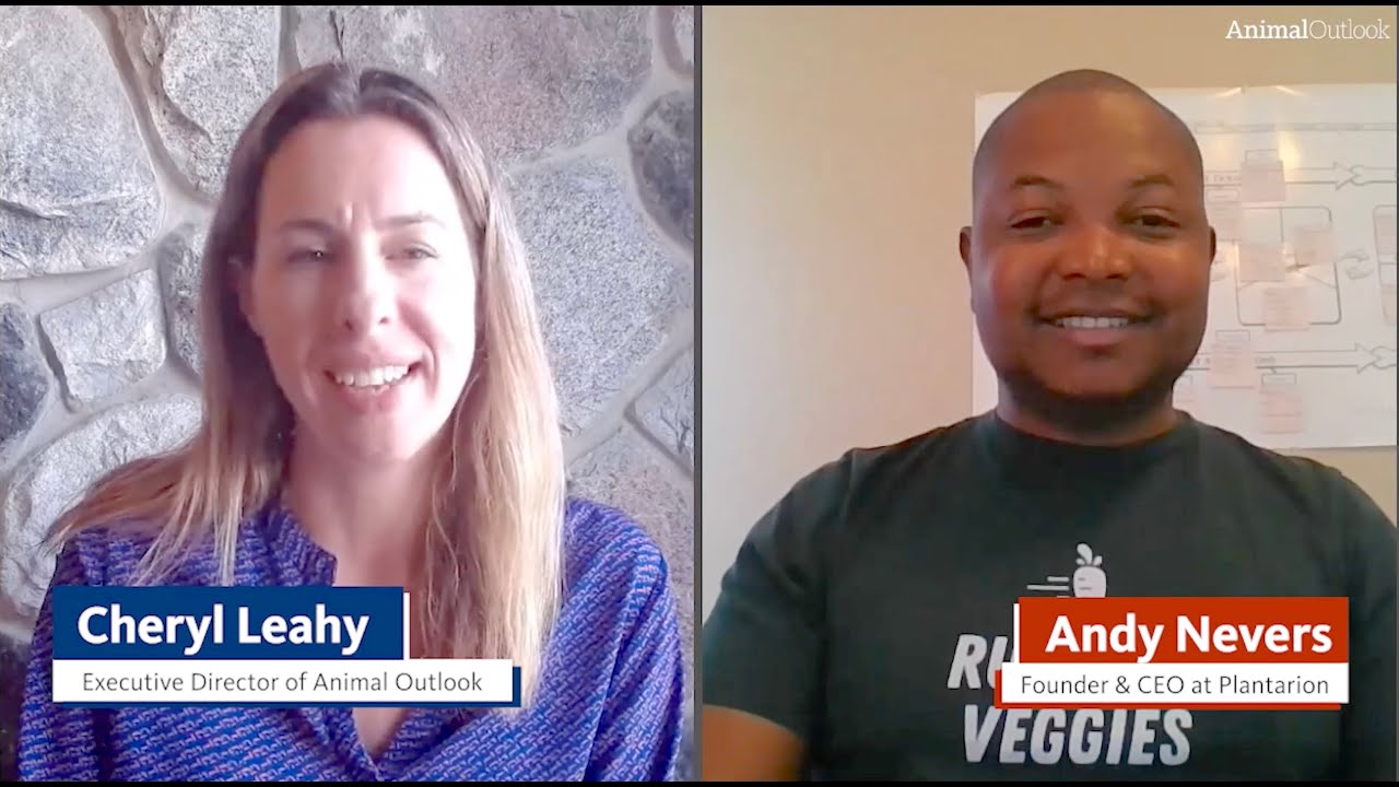 Animal Outlook's Vegan Family Podcast With Special Guest Andy Nevers ...