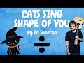 Cats Sing Shape of You by Ed Sheeran | Cats Singing Song