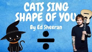 Cats Sing Shape of You by Ed Sheeran | Cats Singing Song