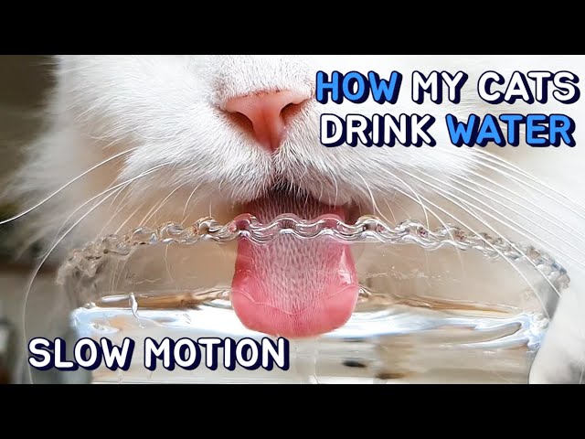 How My Cats Drink Water (Slow Motion) - YouTube