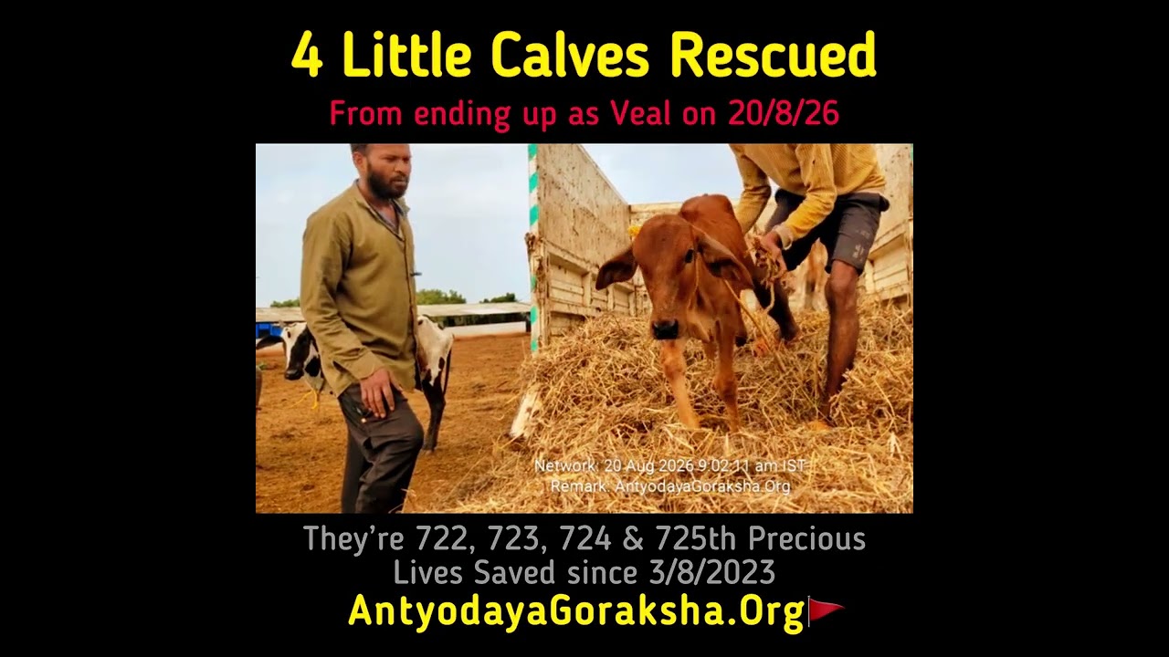 [20 Aug 2026] 4 Little calves Saved 🎉