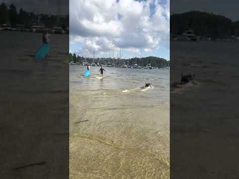 Bull Terrier shows his skim board skills | CONTENTbible #Shorts