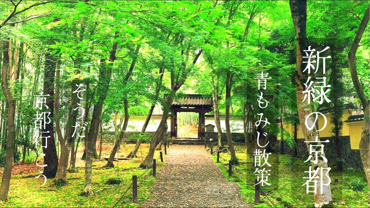 新緑の京都‼︎厳選10スポット散策Fresh green of Kyoto