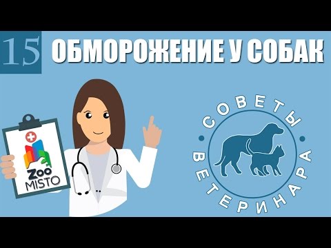 Обморожения у собак | Что делать если собака получила обморожение | Обморожение | Советы Ветеринара