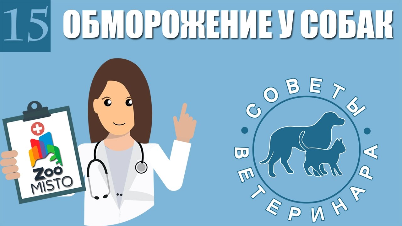 Обморожения у собак | Что делать если собака получила обморожение | Обморожение | Советы Ветеринара