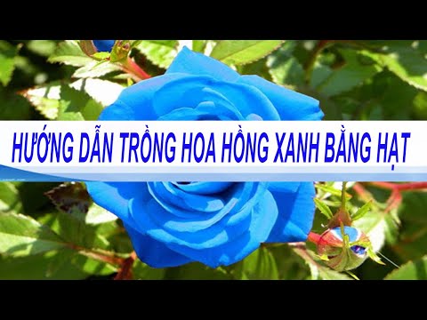 Video: Cách Trồng Hoa Hồng Xanh