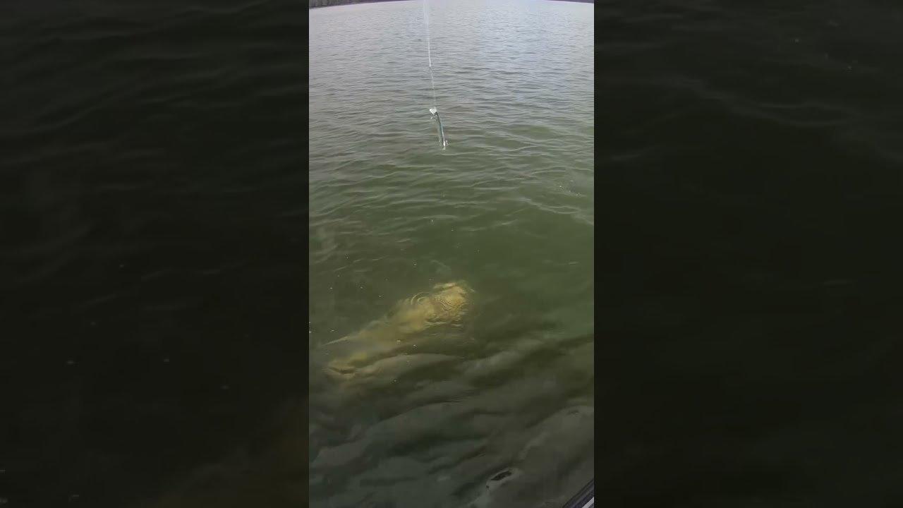 Muskies Breaking Hearts Since The Beginning Of Time Musky Fishing Muskie Muskyfishing
