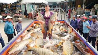 Harvesting Lots of Big Fish: Hauling In A Fishing Net – Truck Transport Many Fish To Sell At Market