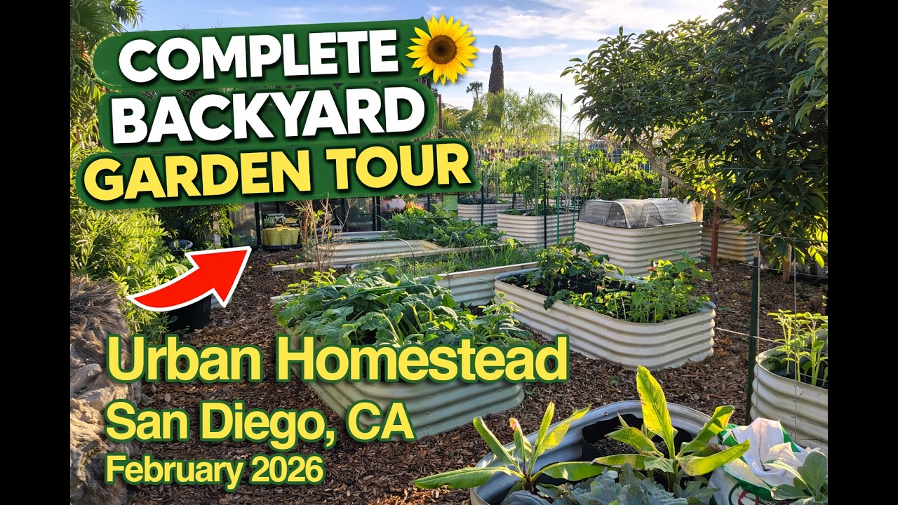Complete Backyard Garden Tour 2026 (Urban Homestead in San Diego)