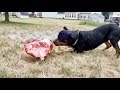 Funny things about my Rottweiler Bruno   |10