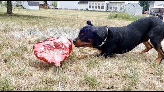 Funny things about my Rottweiler Bruno   |10