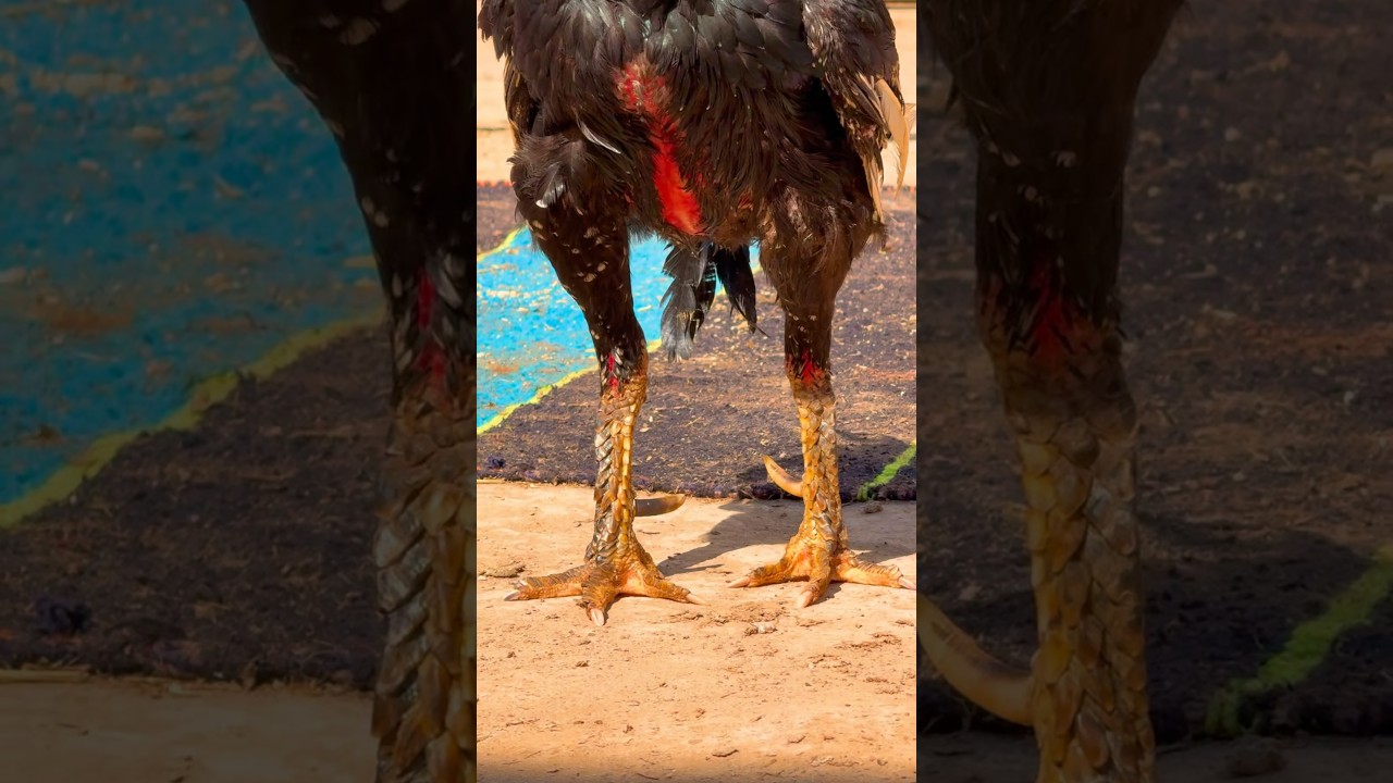 Best Pakistan Aseel Breeder 