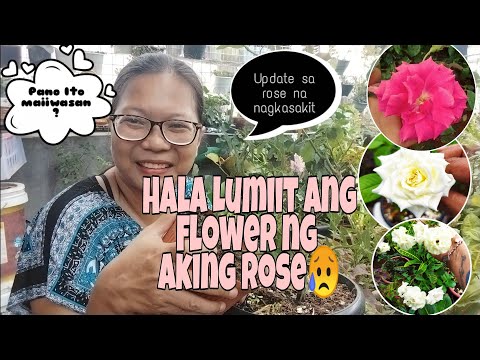 Video: Bakit Tinawag Na Buttercup Ang Meadow Na Bulaklak