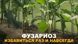 видео: В ОГОРОДЕ ИЛИ ТЕПЛИЦЕ БЫЛ ФУЗАРИОЗ? КАК ИЗБАВИТЬСЯ? Методы борьбы с фузариозом. картинка: В ОГОРОДЕ ИЛИ ТЕПЛИЦЕ БЫЛ ФУЗАРИОЗ? КАК ИЗБАВИТЬСЯ? Методы борьбы с фузариозом.