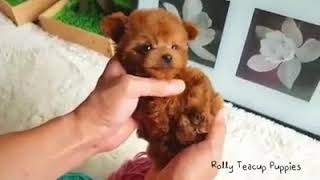 cinnamon miniature poodle