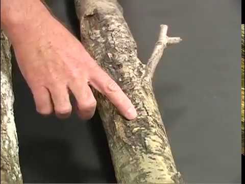 Video: Hypoxylonkankerziekte: tips voor het behandelen van hypoxylonkanker op bomen