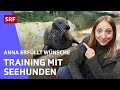 Einmal mit Seehunden trainieren | Anna erfüllt Wünsche | SRF Kids – Kindervideos