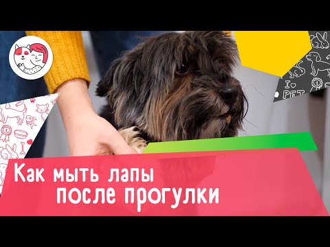 Видео: Как сохранить уши вашей собаки чистыми и здоровыми